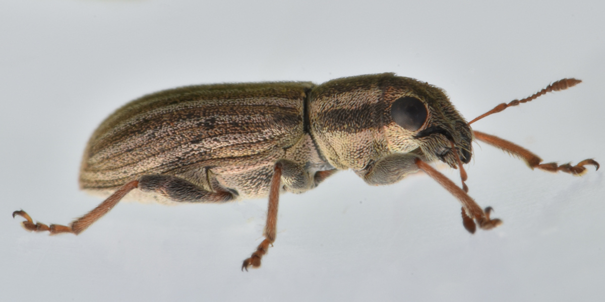 Curculionidae: Sitona lineatus? S !